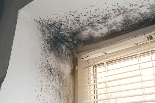 Affordable Mold Removal solutions in Old Hickory, TN